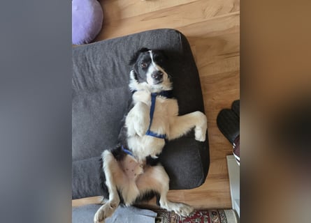 Rolli - 5 Monate, verspielt, menschenbezogen