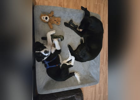 Rolli - 5 Monate, verspielt, menschenbezogen