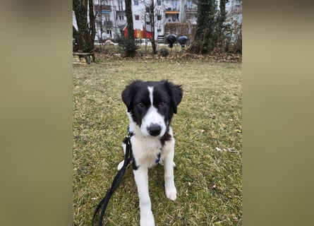 Rolli - 5 Monate, verspielt, menschenbezogen