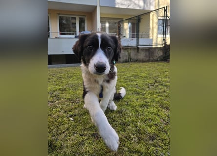 Rolli - 5 Monate, verspielt, menschenbezogen