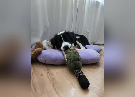 Rolli - 5 Monate, verspielt, menschenbezogen