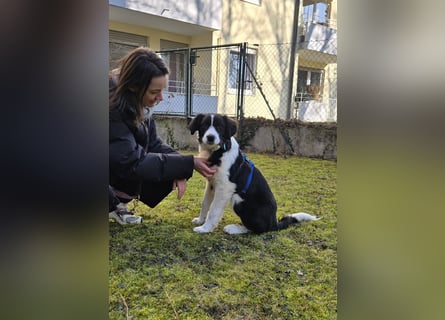 Rolli - 5 Monate, verspielt, menschenbezogen