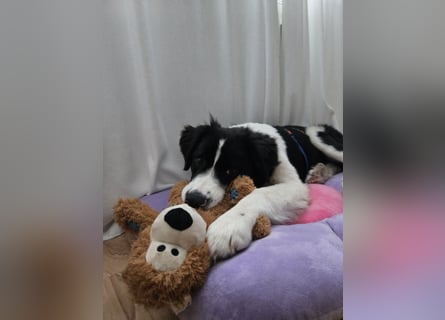 Rolli - 5 Monate, verspielt, menschenbezogen