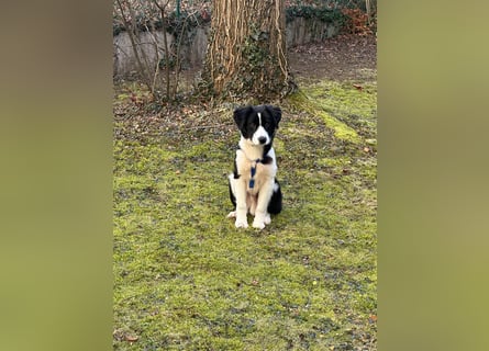 Rolli - 5 Monate, verspielt, menschenbezogen