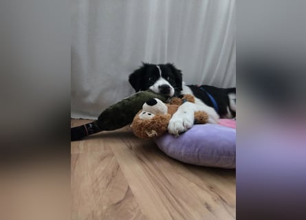 Rolli - 5 Monate, verspielt, menschenbezogen