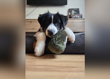 Rolli - 5 Monate, verspielt, menschenbezogen