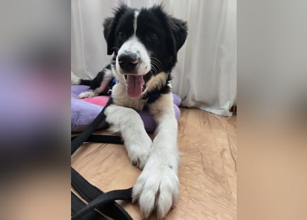 Rolli - 5 Monate, verspielt, menschenbezogen