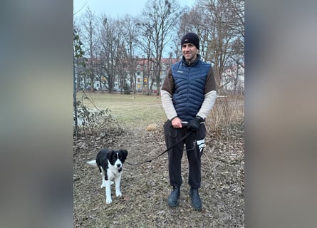 Rolli - 5 Monate, verspielt, menschenbezogen