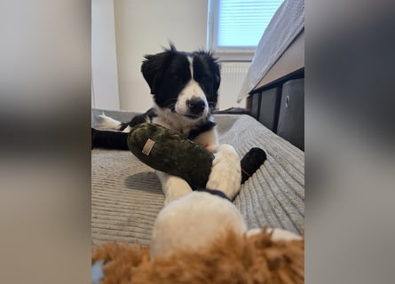 Rolli - 5 Monate, verspielt, menschenbezogen