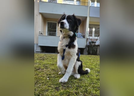 Rolli - 5 Monate, verspielt, menschenbezogen