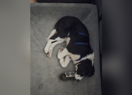 Rolli - 5 Monate, verspielt, menschenbezogen