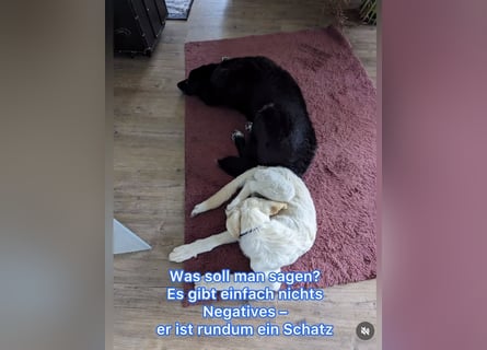 Carlo – ein kluger Dreikäsehoch auf der Suche nach seinem Platz im Leben (auf PS PLZ 87763)