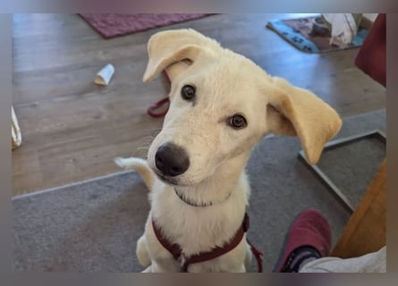 Carlo – ein kluger Dreikäsehoch auf der Suche nach seinem Platz im Leben (auf PS PLZ 87763)