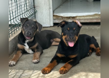 Welpenmädchen Dina sucht Körbchen (D/CH/LUX)
