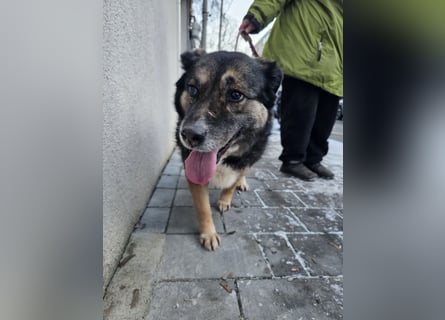 Kiruna sucht endlich ihr Körbchen