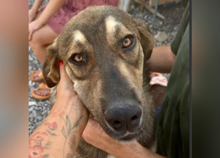 Pedro - Sonnenschein sucht Zuhause