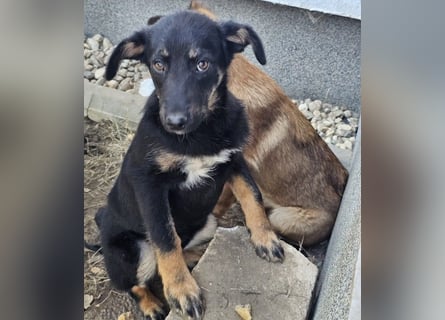 Welpe Leia - kennt Hunde, Katzen, Kinder (Vermittlung D/ LUX/ CH)