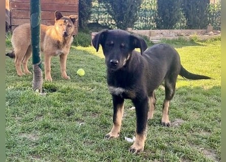 Welpe Leia - kennt Hunde, Katzen, Kinder (Vermittlung D/ LUX/ CH)