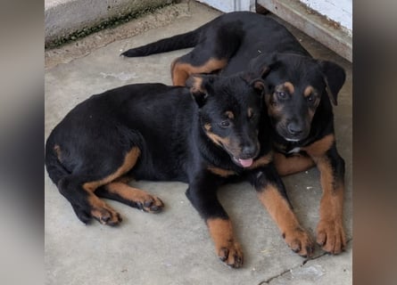 Welpenmädchen Dina sucht Körbchen (D/CH/LUX)