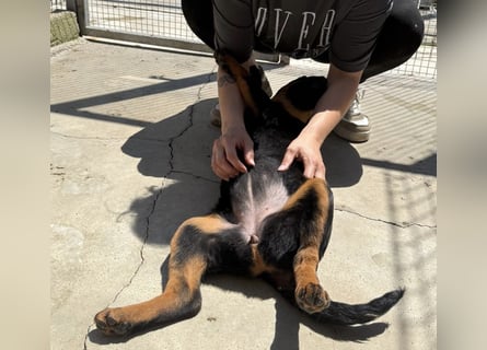 Welpenmädchen Dina sucht Körbchen (D/CH/LUX)