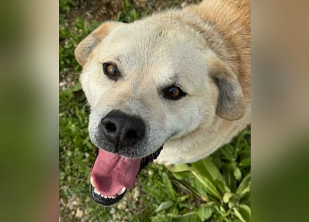 Max - seeehr verschmust u. lieb!