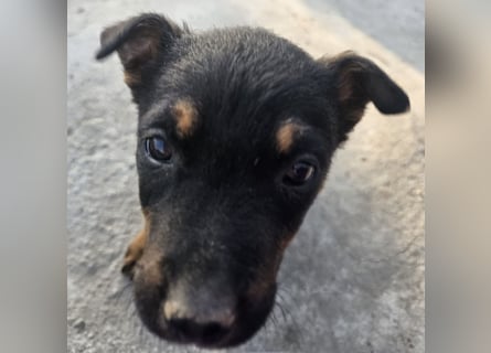Welpenmädchen Dina sucht Körbchen (D/CH/LUX)