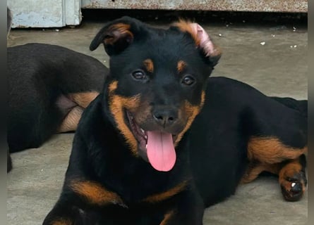 Welpenmädchen Dina sucht Körbchen (D/CH/LUX)