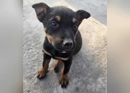 Welpenmädchen Dina sucht Körbchen (D/CH/LUX)