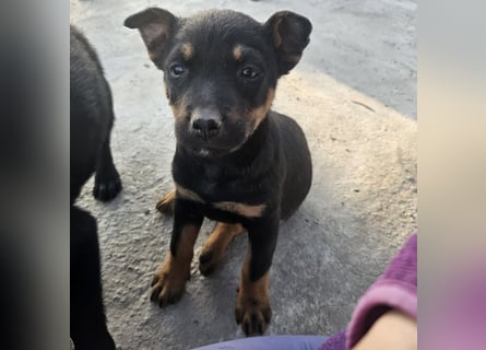Welpenmädchen Dina sucht Körbchen (D/CH/LUX)