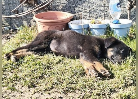 Welpe Leia - kennt Hunde, Katzen, Kinder (Vermittlung D/ LUX/ CH)
