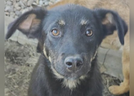 Welpe Leia - kennt Hunde, Katzen, Kinder (Vermittlung D/ LUX/ CH)