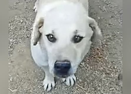 Max - verschmuster Labi-Mix