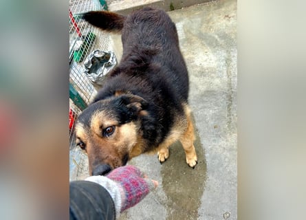 Raya - wartet seit 8 Jahren im Tierheim 