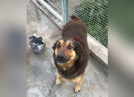 Raya - wartet seit 8 Jahren im Tierheim 