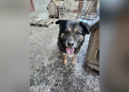 Kiruna sucht endlich ihr Körbchen