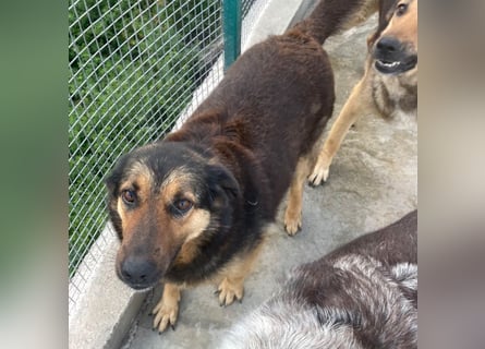 Kuschelmaus Raya - auf PS in Bayern (86576)