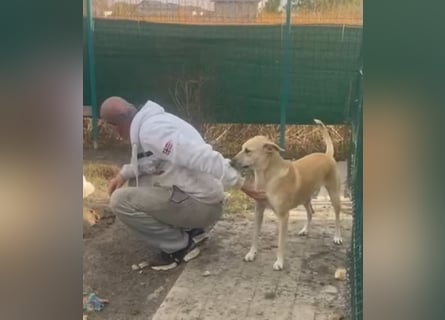 Leni - sehr lieb + sanft