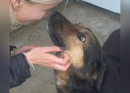 Kuschelmaus Raya - auf PS in Bayern (86576)