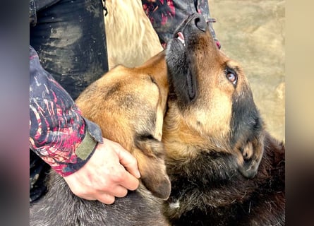 Kuschelmaus Raya - auf PS in Bayern (86576)