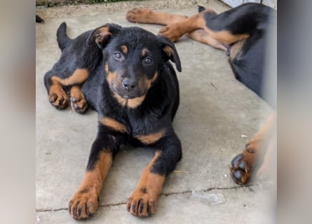 Welpenmädchen Dina sucht Körbchen (D/CH/LUX)