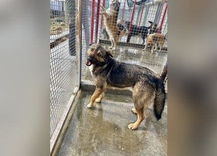 Joly sucht seine Person zum Ankommen