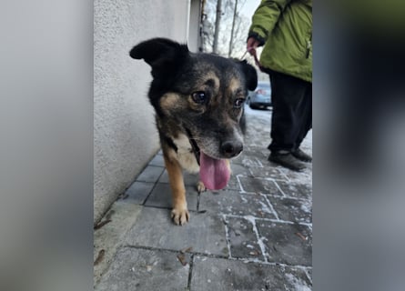 Kiruna sucht endlich ihr Körbchen