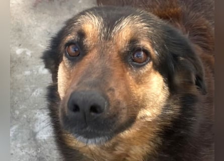 Kuschelmaus Raya - auf PS in Bayern (86576)