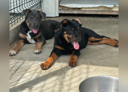 Welpenmädchen Dina sucht Körbchen (D/CH/LUX)