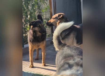 Raya - wartet seit 8 Jahren im Tierheim 