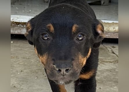 Welpenmädchen Dina sucht Körbchen (D/CH/LUX)