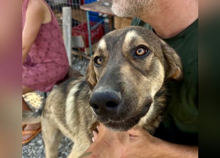 Pedro - Sonnenschein sucht Zuhause