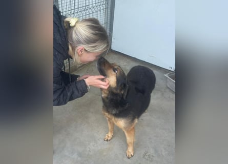 Raya - wartet seit 8 Jahren im Tierheim 