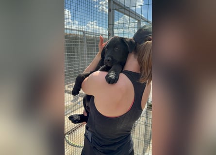 Welpe Nero sucht seine Familie (D/CH/LUX)
