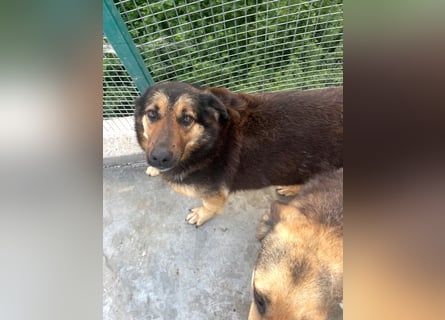 Raya - wartet seit 8 Jahren im Tierheim 